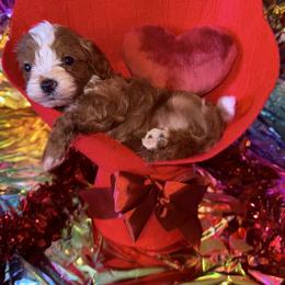 Paddington - Red male Cavapoo puppy in Conway, Missouri from Jordan  Harrison