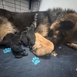 Girl 3 - Black and red female German Shepherd puppy in Carbondale, Kansas from Cunningham German Shepherds, LLC