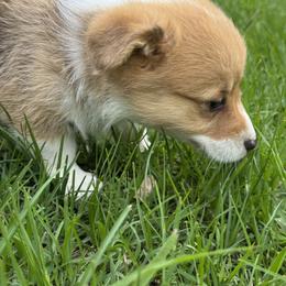 Pembroke Welsh Corgi Puppies from Sherwood Acres Pembrokes