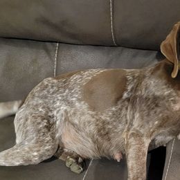 German Shorthaired Pointers from Hilltop Pointers