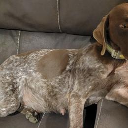 German Shorthaired Pointers from Hilltop Pointers