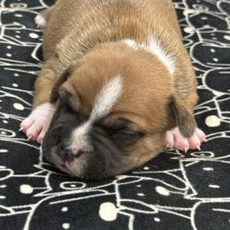 Female 1 - Red and white female Staffordshire Bull Terrier puppy in Lakeland, Florida from English Creek Staffords