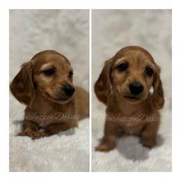 Pecan (AKC) - Red male Dachshund puppy in Chehalis, Washington from McJazzin Doxies