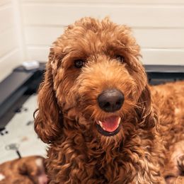 Penny - Goldendoodle