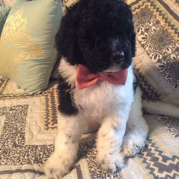 Poodle Puppies from Timber Hills Poodles and Doodles
