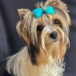 Belle - Biewer Terrier