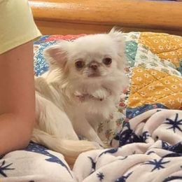 Thea - Chihuahua