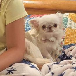 Thea - Chihuahua