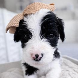 Piper - Black and white female Sheepadoodle puppy in Rocky Point, North Carolina from CelticDoods