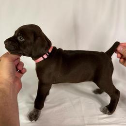 Penelope - Liver female German Shorthaired Pointer puppy in Edenton, North Carolina from Bockelman GSP’s