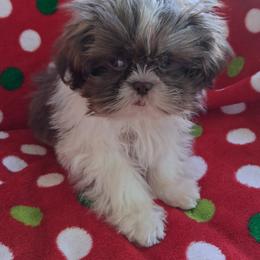 Prince - Chocolate and tan male Shih Tzu puppy in Sulpher Springs, Texas from Pams Precious Shih Tzus