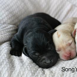 Boy 3 - Black male Labrador Retriever puppy in Mississippi from Sure Shot English Labs