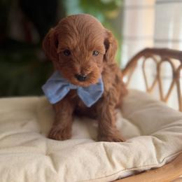 Goldendoodle puppies from French Creek Doodles