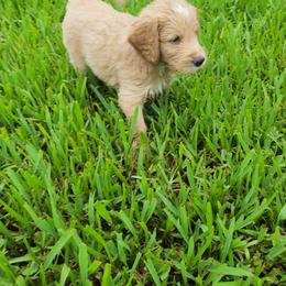 Goldendoodle Puppies from Costa's Curly Canines