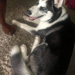 Siberian Husky All Grown Up from Snowangel  Huskies