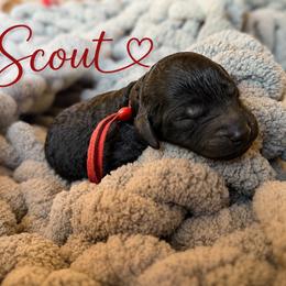Scout - Black male Bernedoodle puppy in Fort Collins, Colorado from Front Range Family Doodles