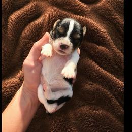 Porche - Tri-color female Cavapoo puppy in Battle Lake, Minnesota from Panda Puppies