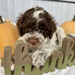 Lagotto Romagnolo Puppies from Agapē Lagotto Romagnolo