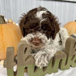 Lagotto Romagnolo Puppies from Agapē Lagotto Romagnolo