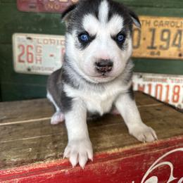 Bucky - Black and white male Siberian Husky puppy in Burnsville, North Carolina from Peterson Puppies