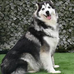 Siberian Husky puppies from Blue Moon Huskies