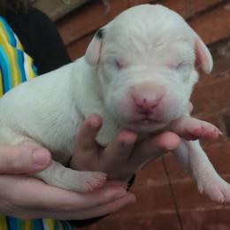 Girl 1 - female Dogo Argentino puppy in Morgan Hill, Pennsylvania from De la Fuerza De Dios