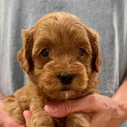 Purple Girl - Red female Australian Labradoodle puppy in Bend, Oregon from High Desert Labradoodles
