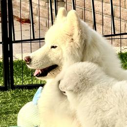Nellie - Samoyed
