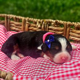 Coral - Tri-color female Bernedoodle puppy in Russell Springs, Kentucky from 270 Doodles