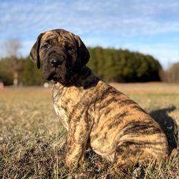Nyx - Brindle female Great Dane puppy in Scottsburg, Virginia from Virginia Great Danes