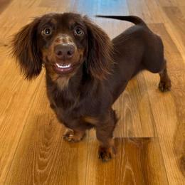 Dolly - Dachshund