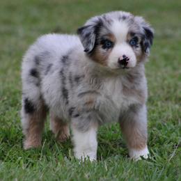 Blue Merle Male 2 - Blue merle male Australian Shepherd puppy in Northport, Alabama from Sipsey River Australian Shepherds