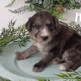 Aussiedoodles, Goldendoodles, and Sheepadoodles from UpNorth Pups