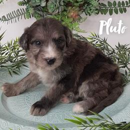 Aussiedoodles, Goldendoodles, and Sheepadoodles from UpNorth Pups