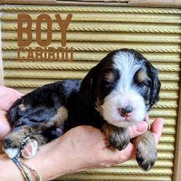 Caribou - Tri-color male Bernedoodle puppy in Cambridge, Minnesota from Country Meadow Doodles