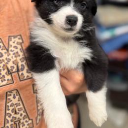 Red - Black tri male Miniature Australian Shepherd puppy in Bartow, Florida from Peace Creek Aussies