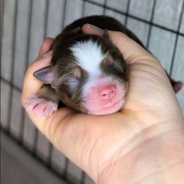 Bloom - Red tri-color male Miniature American Shepherd puppy in Harrisonville, Missouri from Trailside Mini Aussies