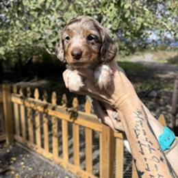 Skylar - Piebald female Dachshund puppy in Delta, Colorado from Weinderful Dachshunds
