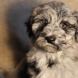 Miniature Schnauzers and Schnoodles from Central AR Schnoodles