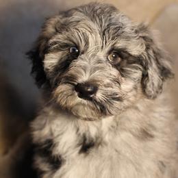 Miniature Schnauzers and Schnoodles from Central AR Schnoodles