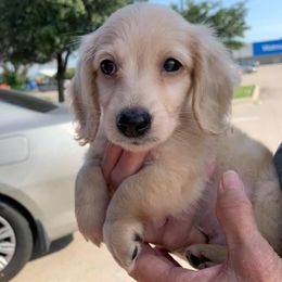Dachshund Puppies from Karas Royal Dachshunds
