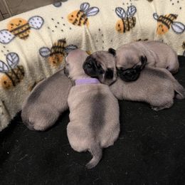 Pug Puppies from 901 Pugs