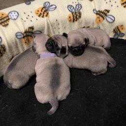 Pug Puppies from 901 Pugs