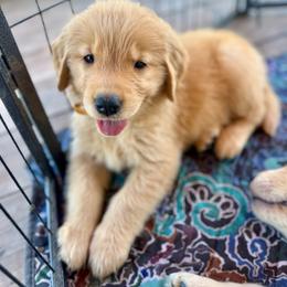 Poppy (Yellow) - Dark golden female Golden Retriever puppy in Lodi, California from R3 Sport Dogs (R3 Goldens/ R3 Border Collies)