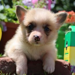 Opal - Fawn female Pembroke Welsh Corgi puppy in Pollock, Missouri from Northstar