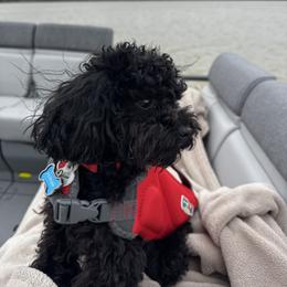 Poodle Puppies from Singing Sands Poodles