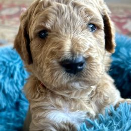 Boy 3 - Goldendoodle puppy from Doodlesoflove
