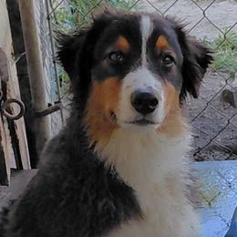 BLACKY - Black tri-color male Australian Shepherd puppy in Elk Creek, Missouri from Hearts on Fire Australian Shepherds