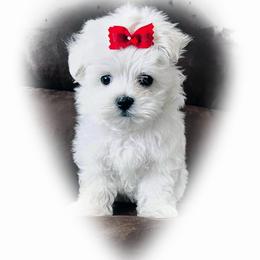 Maltese Puppies from Rockin Rivers AKC Maltese & Malshi's