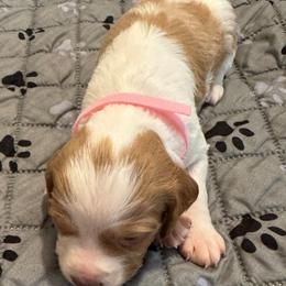 Pretty in Pink - Orange and white female Brittany puppy in Hayward, California from Fieldstone Bird Dog Kennels / West Coast Brittany’s